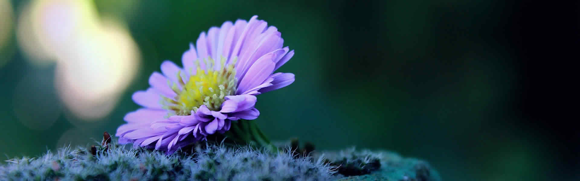 Fiore per funerale